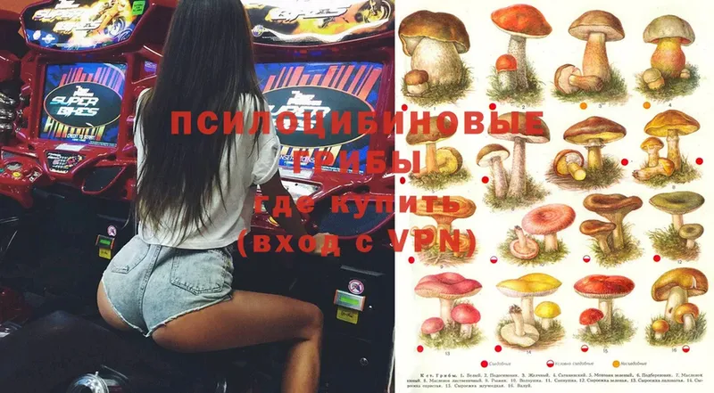 купить  цена  shop какой сайт  Псилоцибиновые грибы Psilocybe  Мыски 